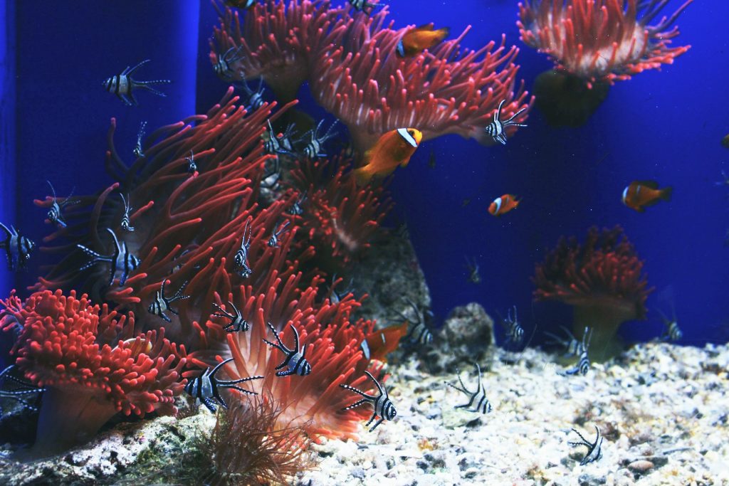 pesco pagliaccio e anemone in acquario blu