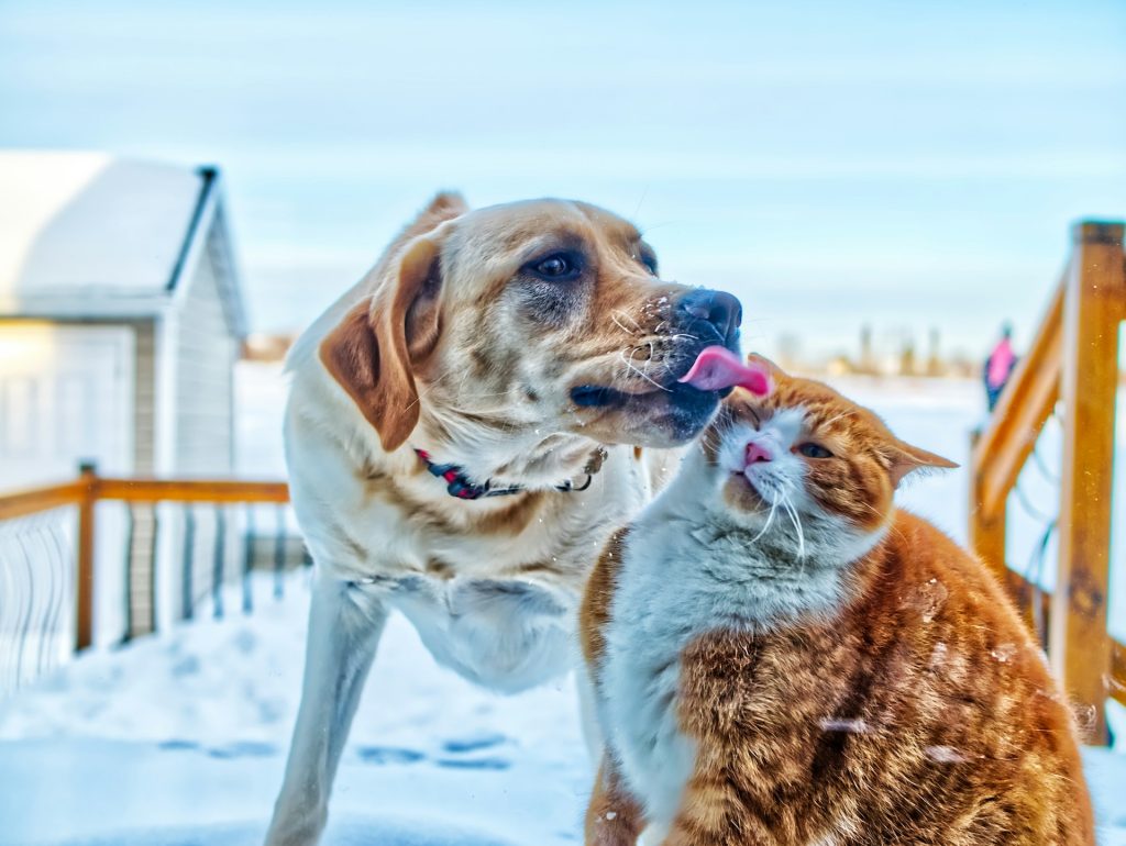 cane e gatto si danno i bacini