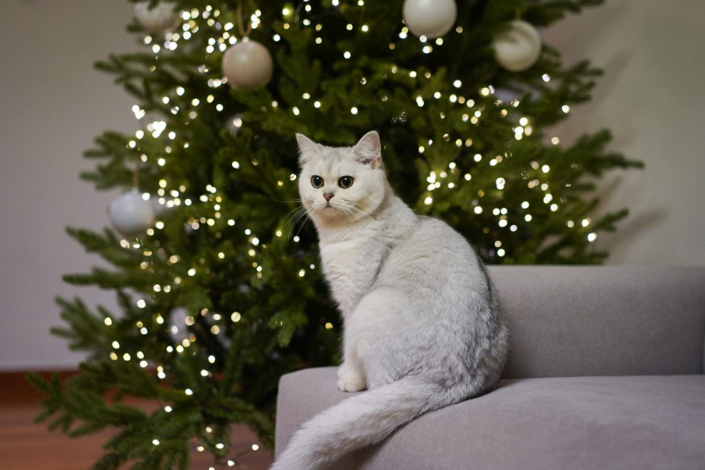 gatto bianco davanti ad albero di Natale